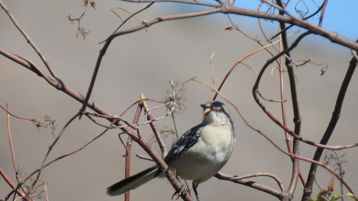 Northern Mockingbird - ML642795793