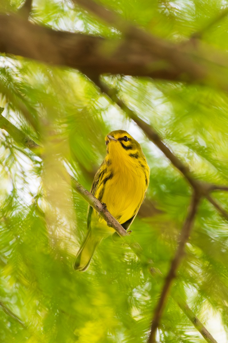 Prairie Warbler - ML642795802