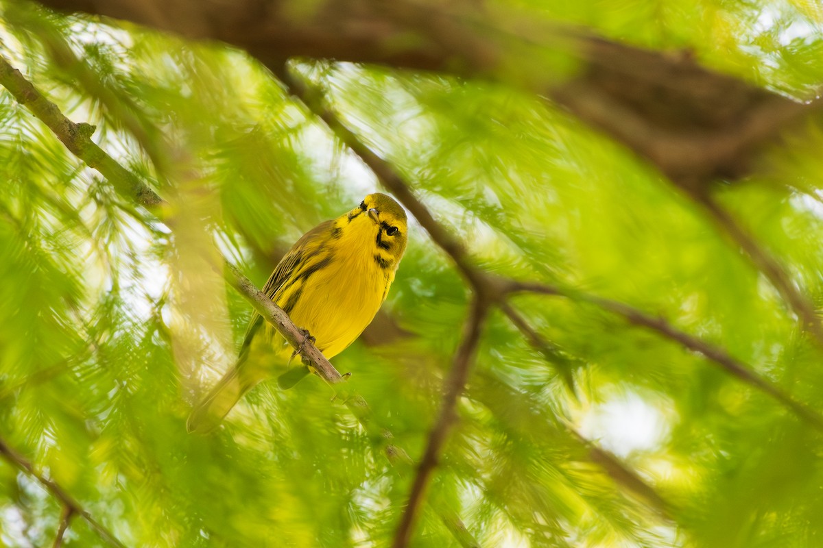 Prairie Warbler - ML642795803