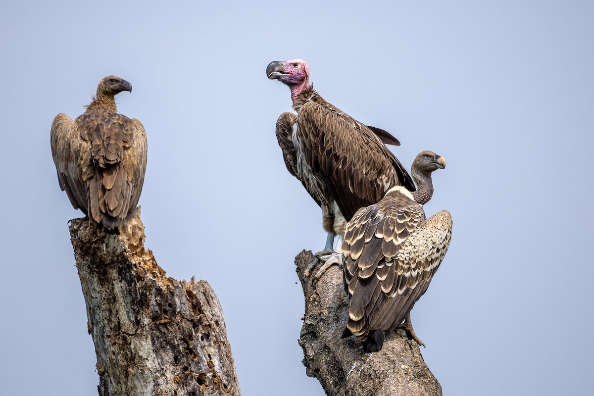 Lappet-faced Vulture - ML642795809