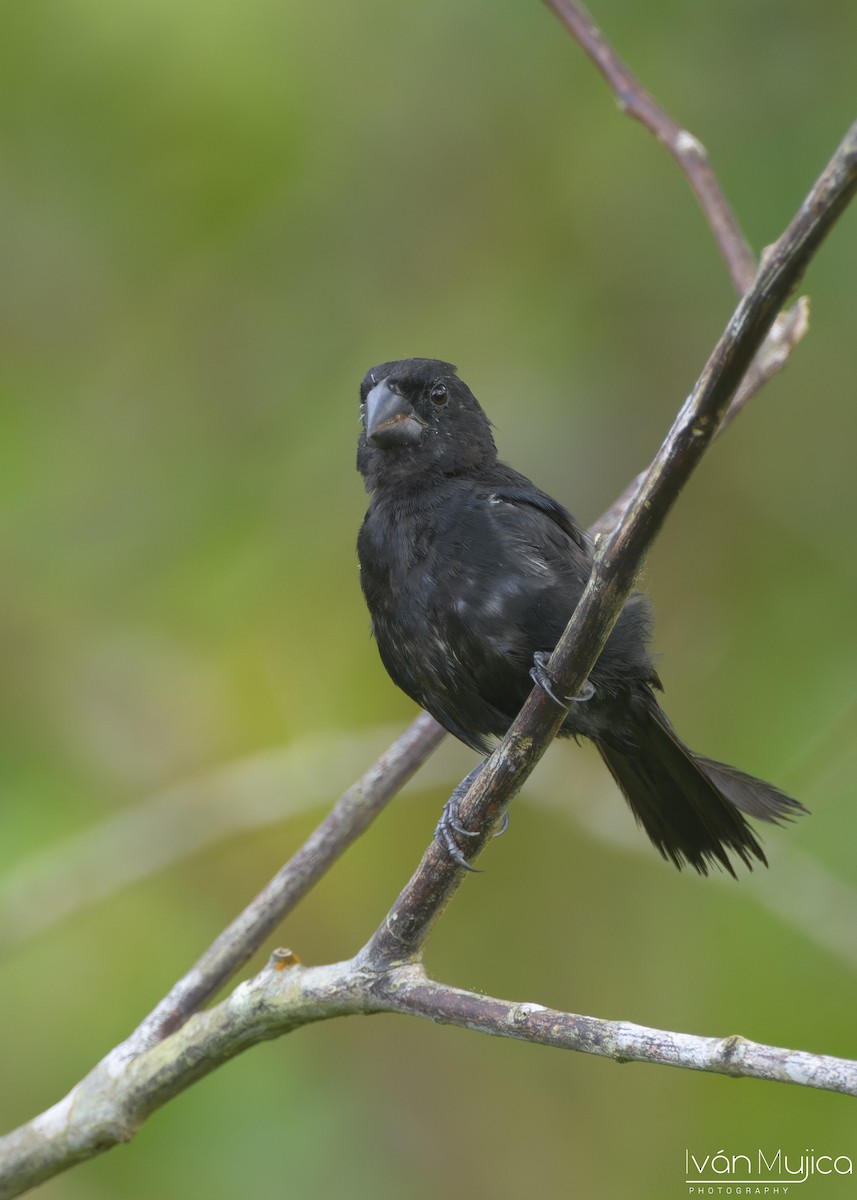 Thick-billed Seed-Finch - ML642795810