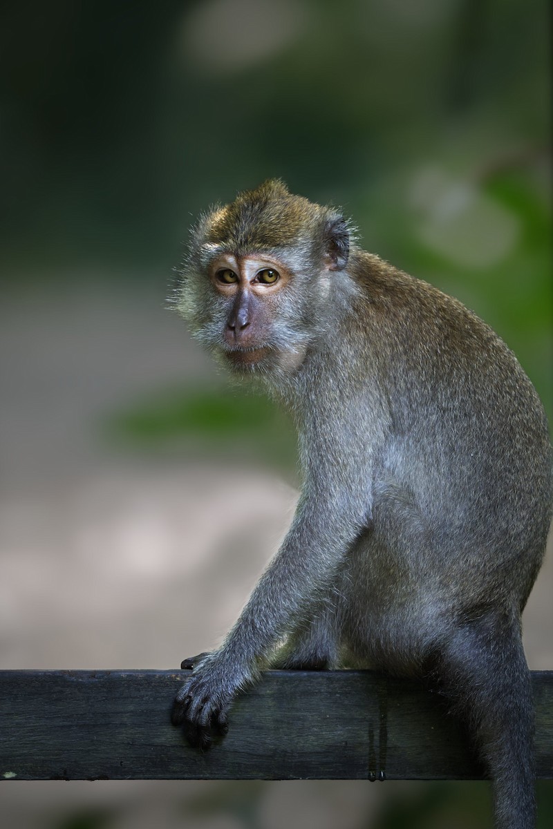 Long-tailed Macaque - ML642795812