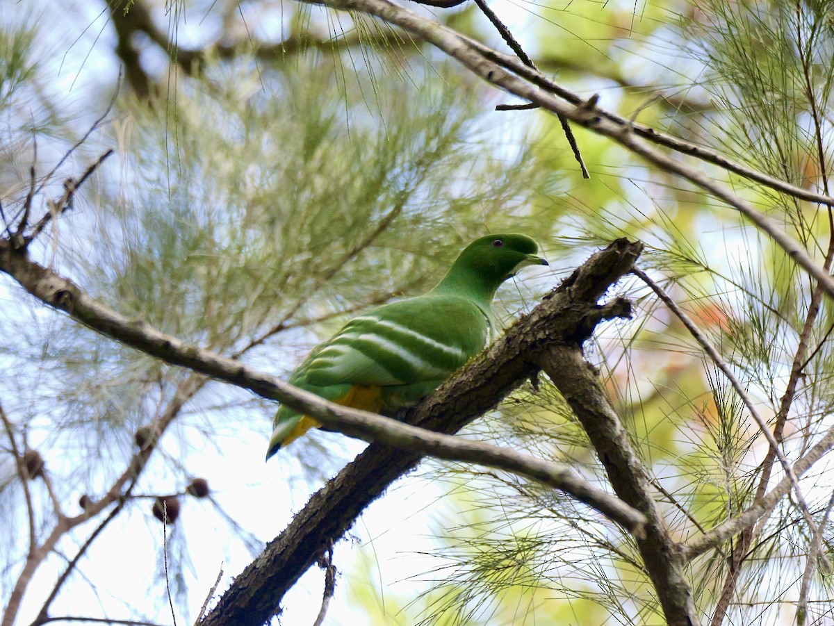 カマバネキヌバト - ML642795828