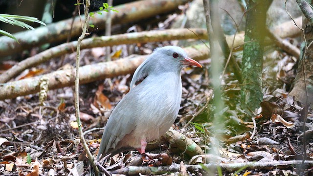 Kagu - ML642795845