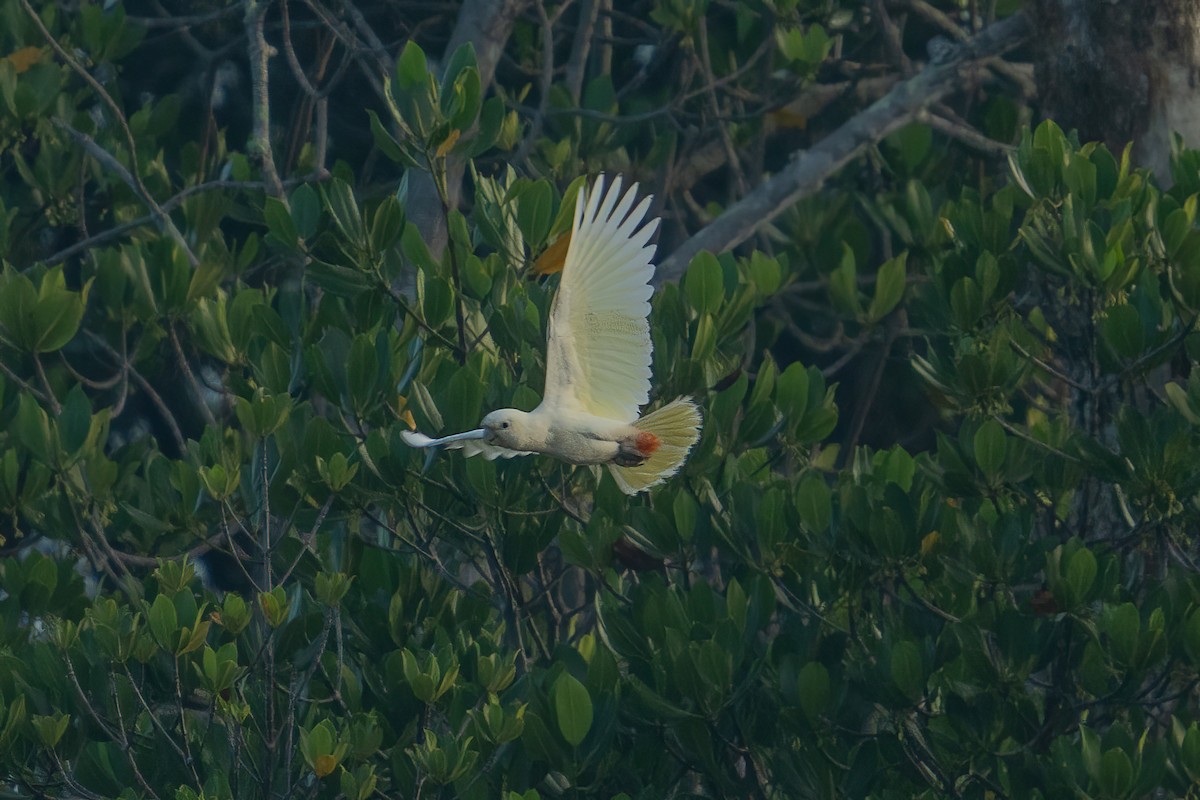 Cacatoès des Philippines - ML642795874
