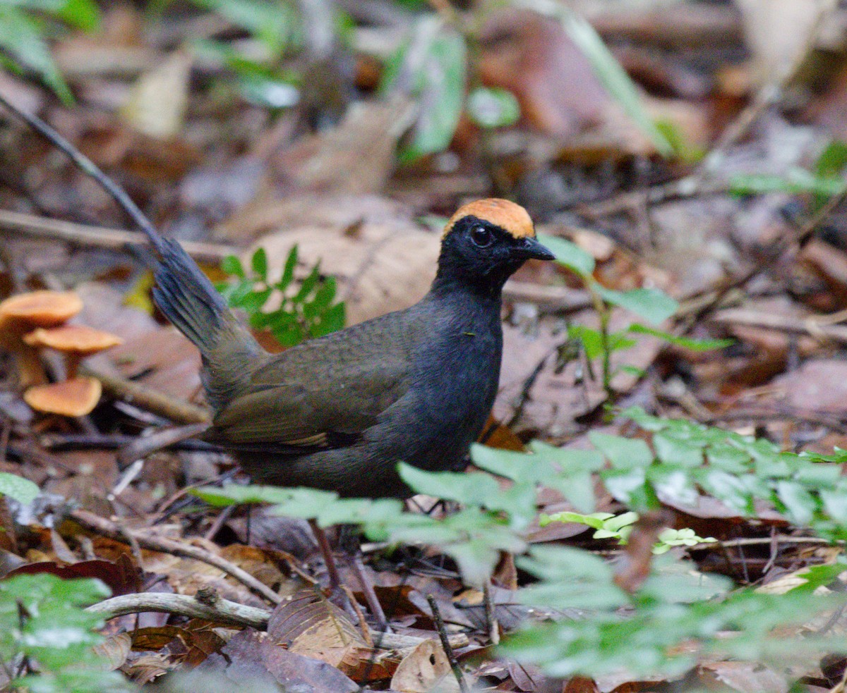 Rufous-capped Antthrush - ML642795887