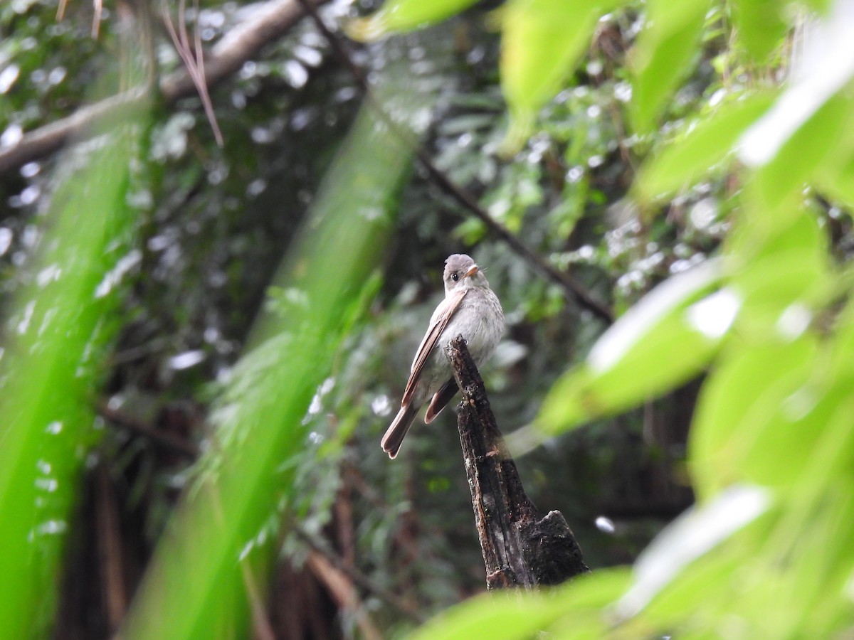 Least Flycatcher - ML642795898