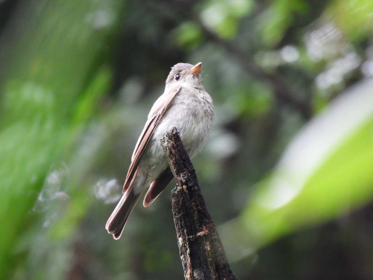 Least Flycatcher - ML642795899