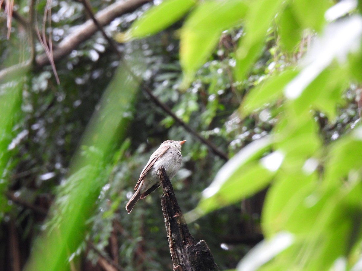 Least Flycatcher - ML642795900