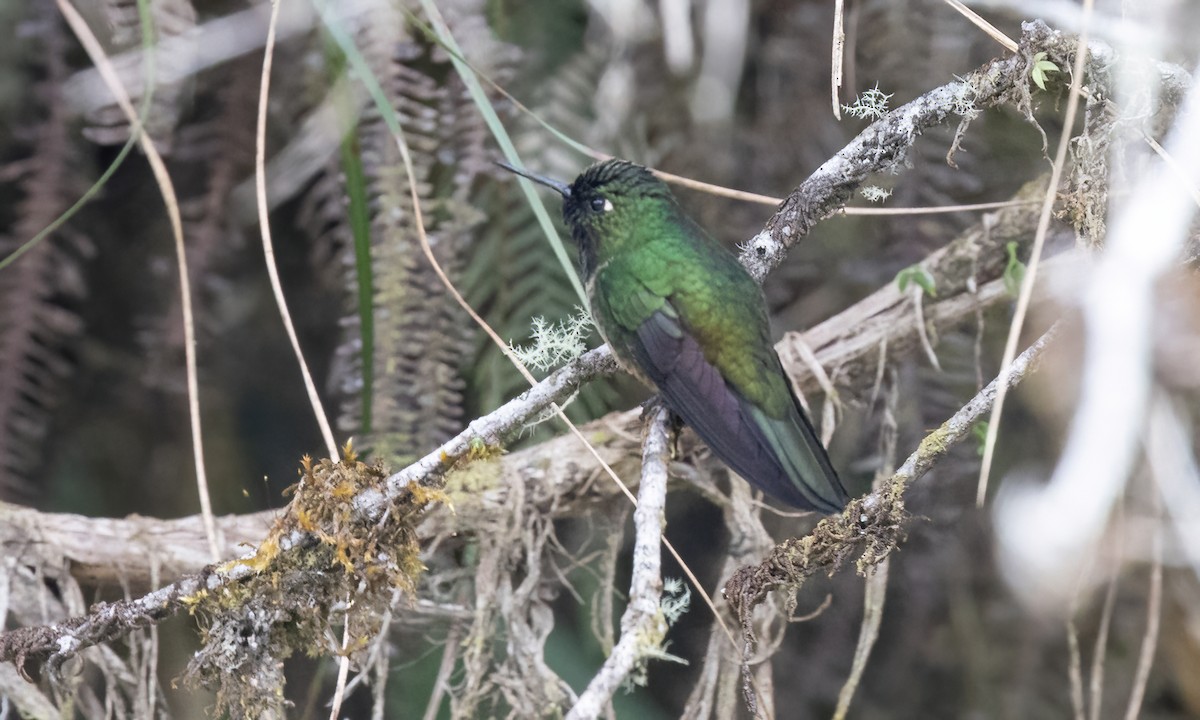 Amethyst-throated Sunangel - ML642795918