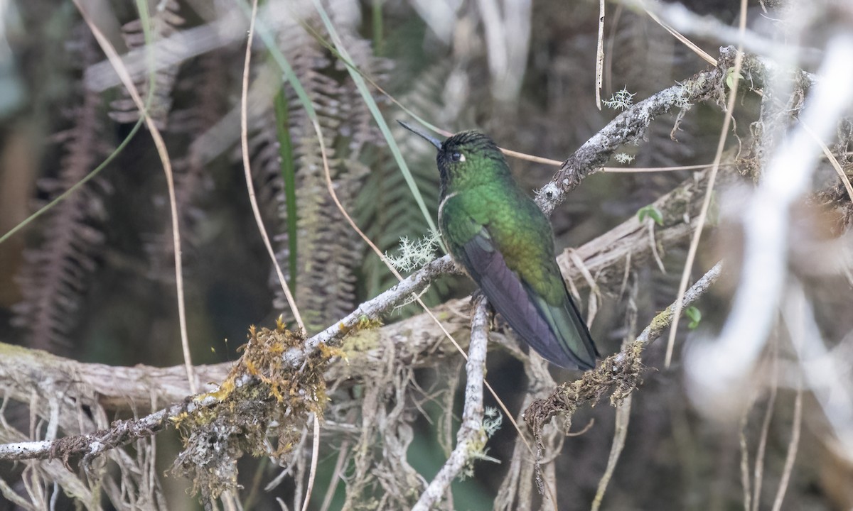 Amethyst-throated Sunangel - ML642795919
