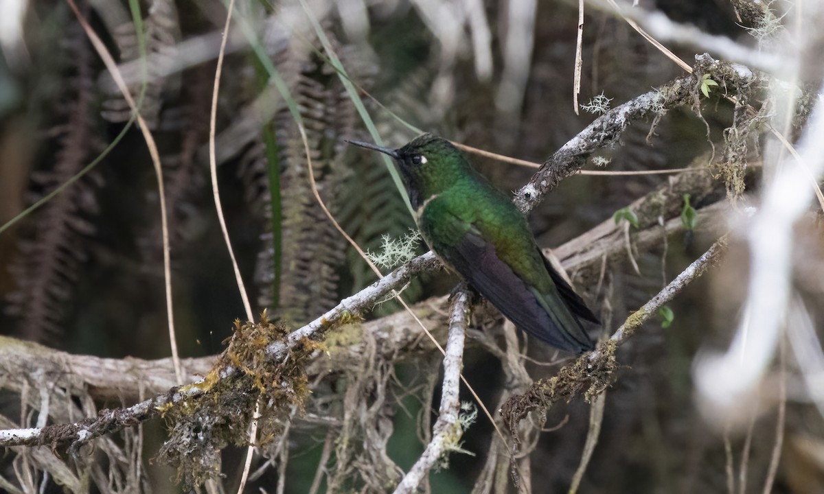 Amethyst-throated Sunangel - ML642795920