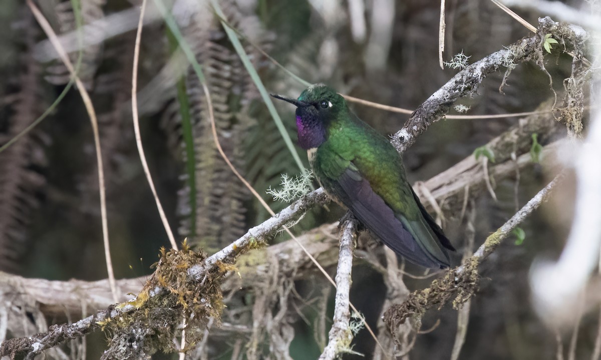 Amethyst-throated Sunangel - ML642795921