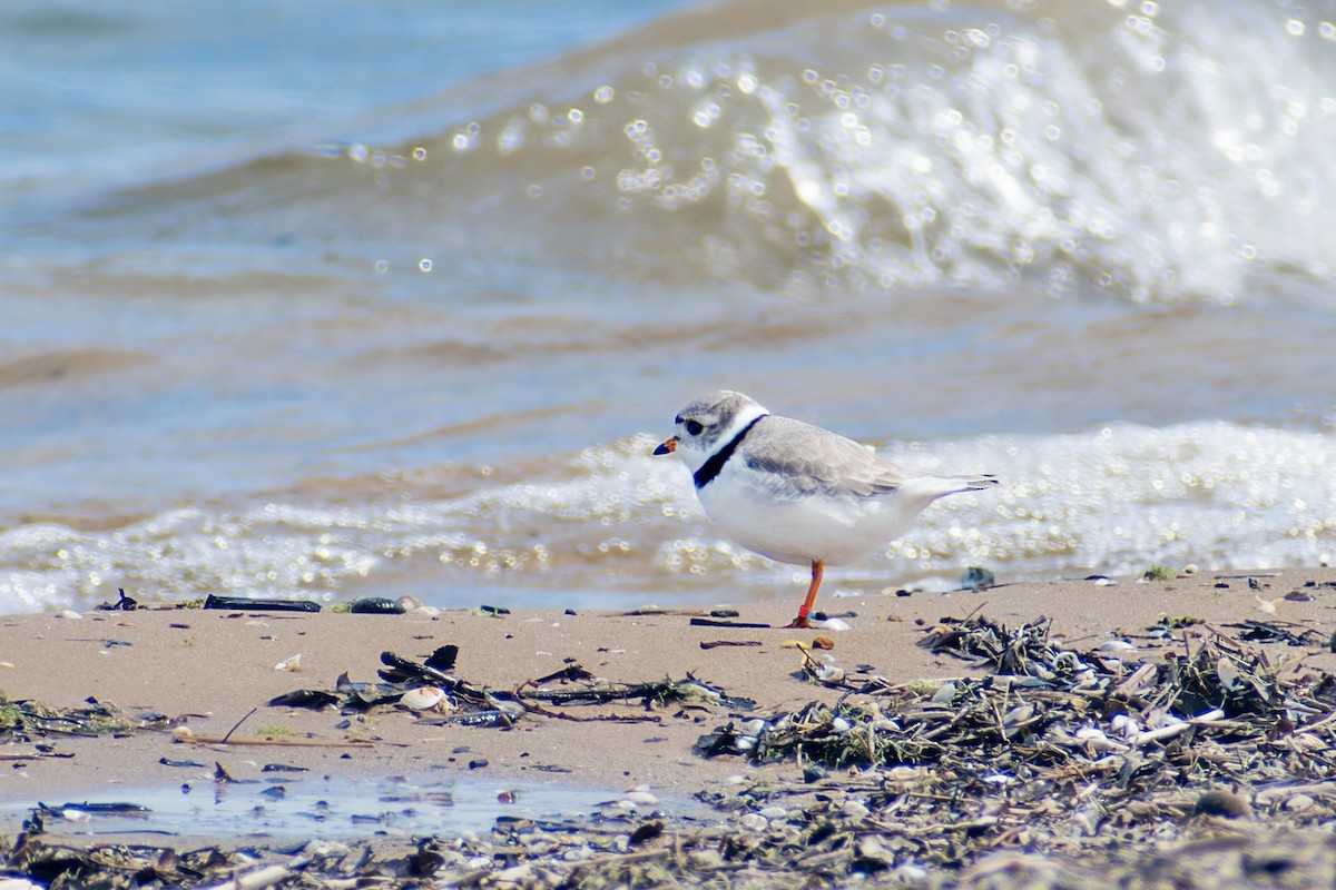 Piping Plover - ML642795942