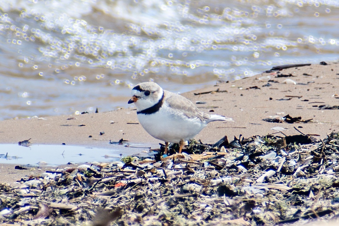 Piping Plover - ML642795943