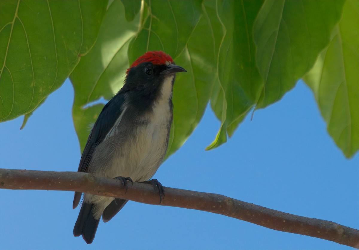 Scarlet-backed Flowerpecker - ML642795947