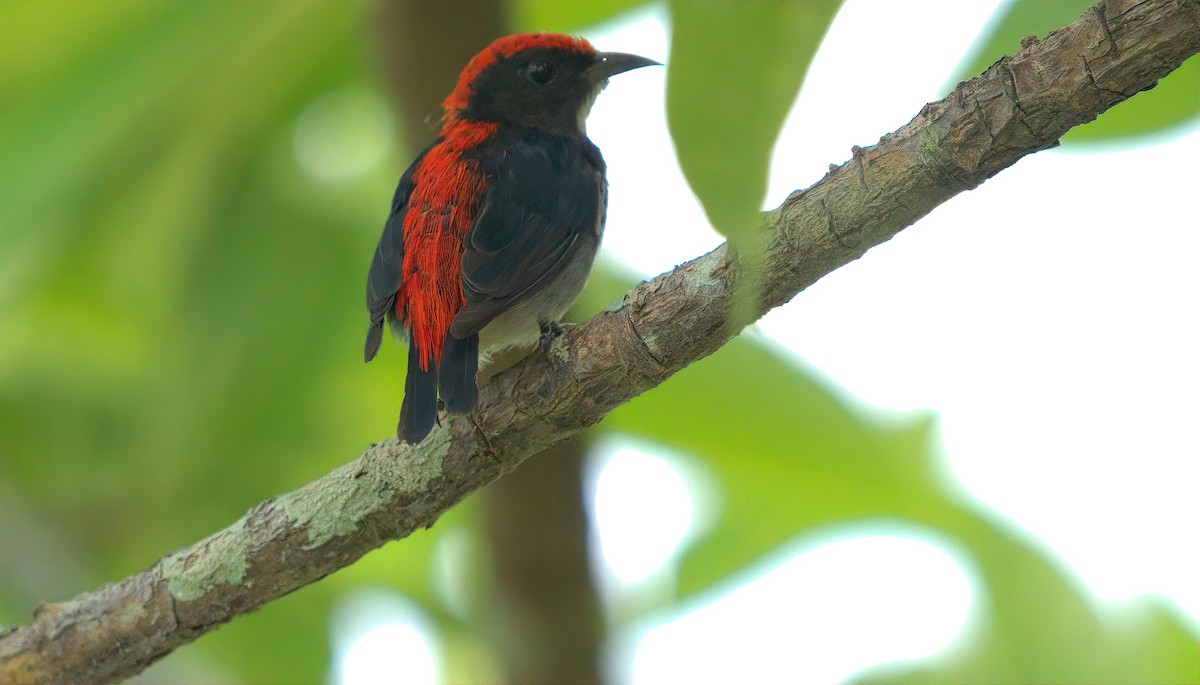 Scarlet-backed Flowerpecker - ML642795948