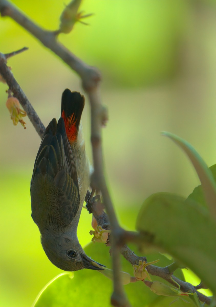 Scarlet-backed Flowerpecker - ML642795949