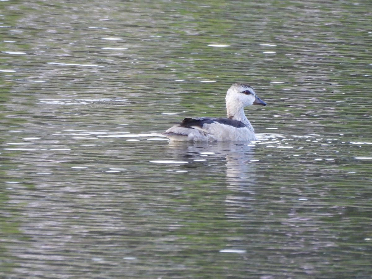 Cotton Pygmy-Goose - ML642795955