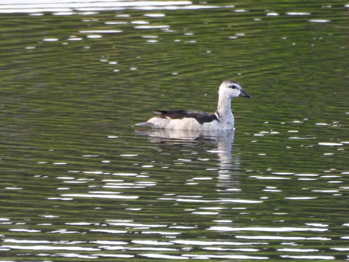 Cotton Pygmy-Goose - ML642795956