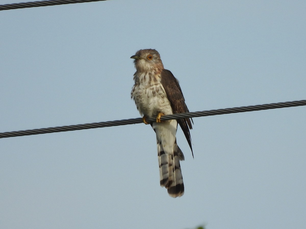 Common Hawk-Cuckoo - ML642795967