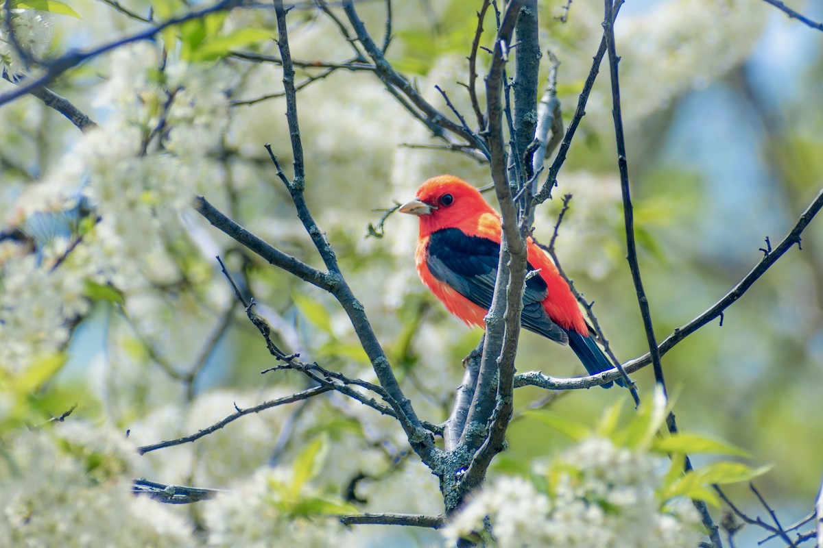 Scarlet Tanager - ML642795970