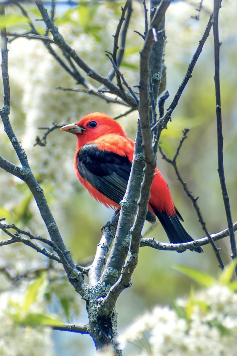 Scarlet Tanager - ML642795971