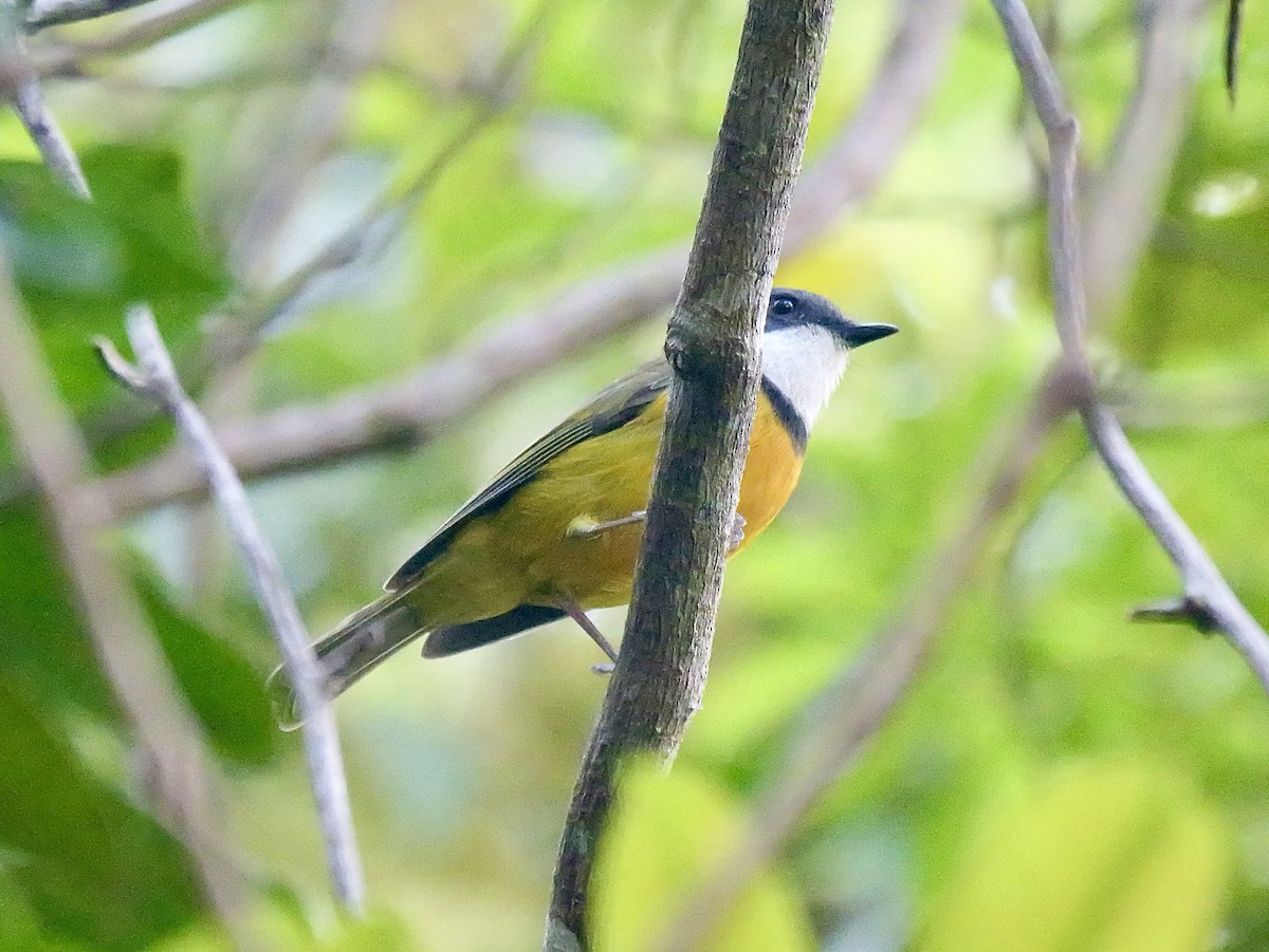 New Caledonian Whistler - ML642795992
