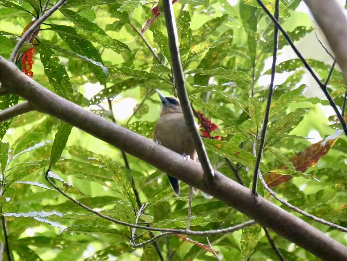 Southern Shrikebill - ML642795999