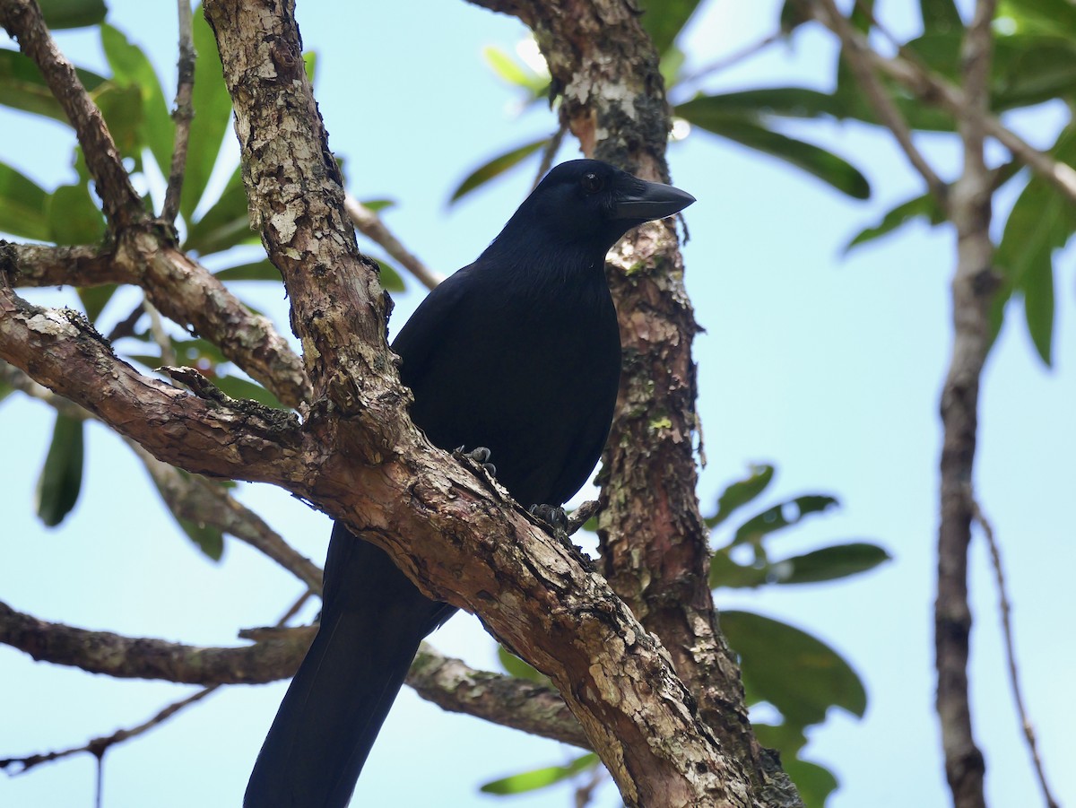 Corbeau calédonien - ML642796012