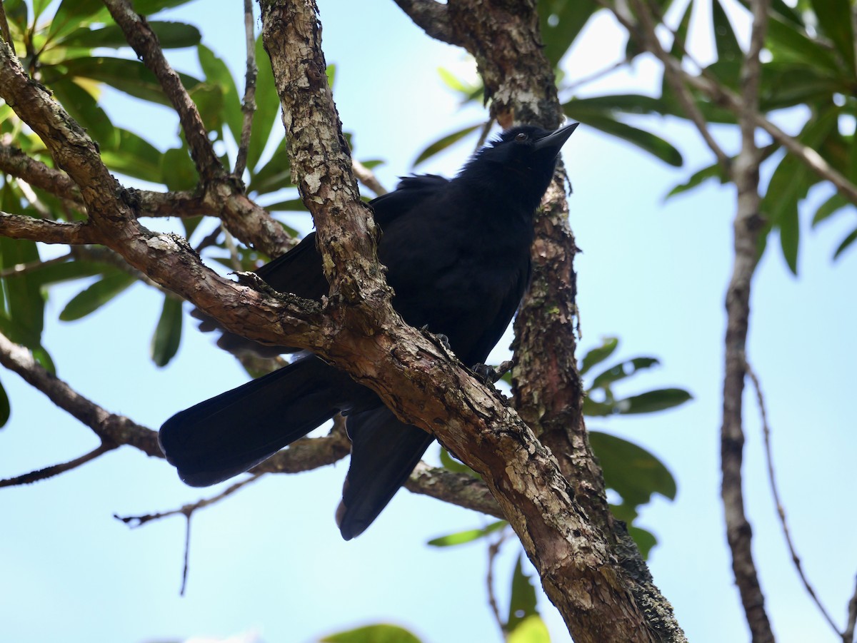 New Caledonian Crow - ML642796013