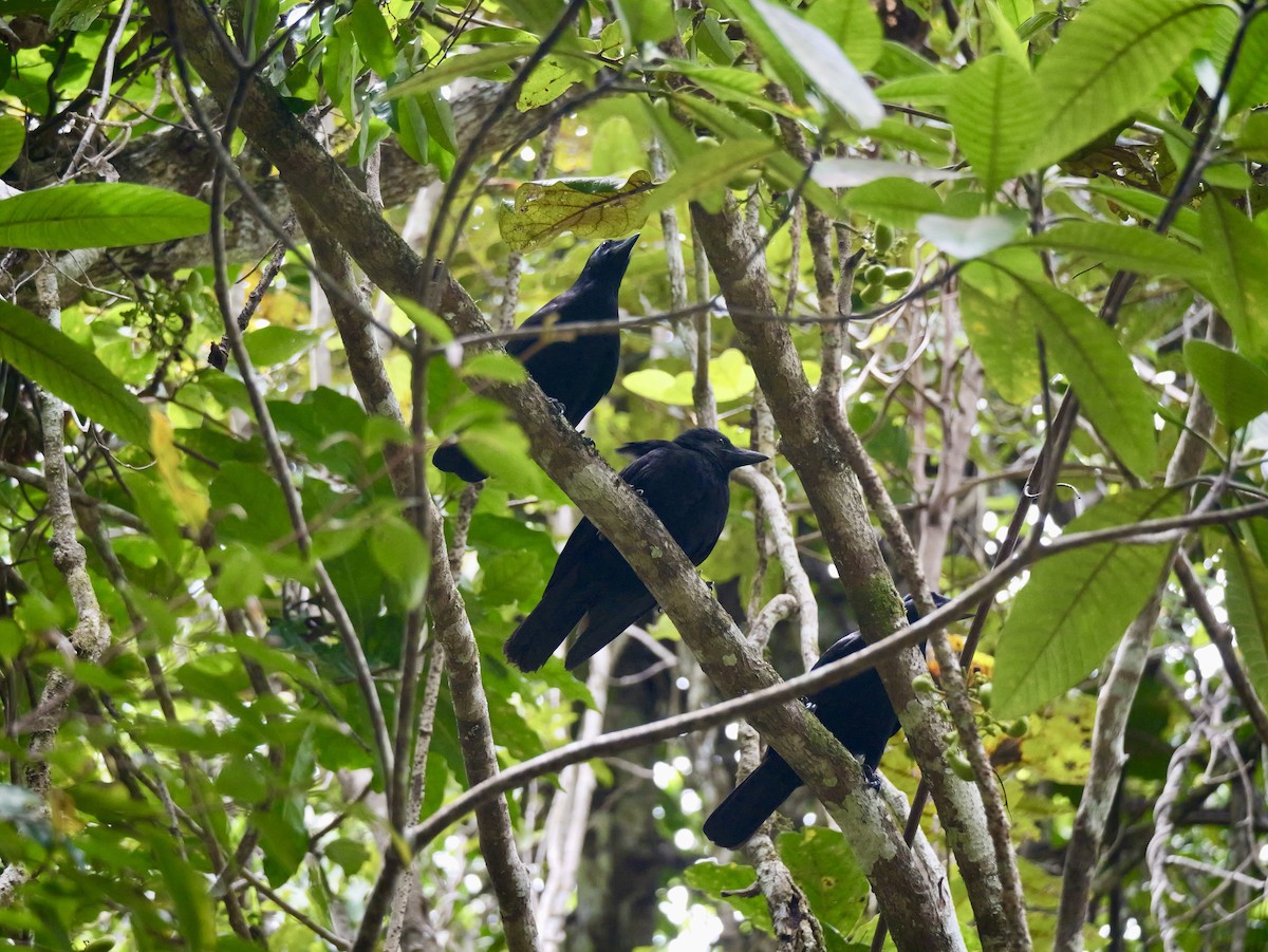 New Caledonian Crow - ML642796014