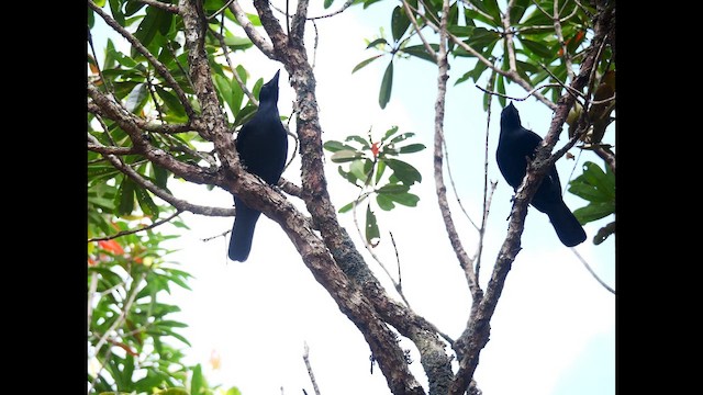 New Caledonian Crow - ML642796016