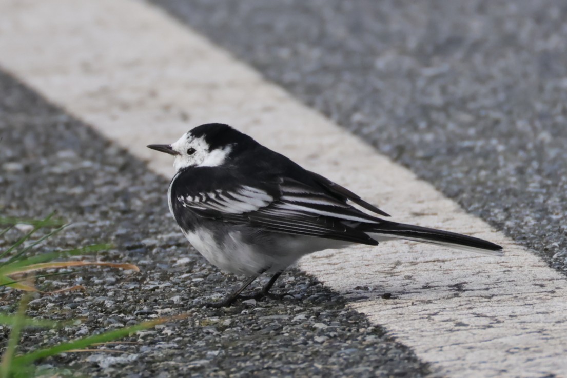 White Wagtail (British) - ML642796018