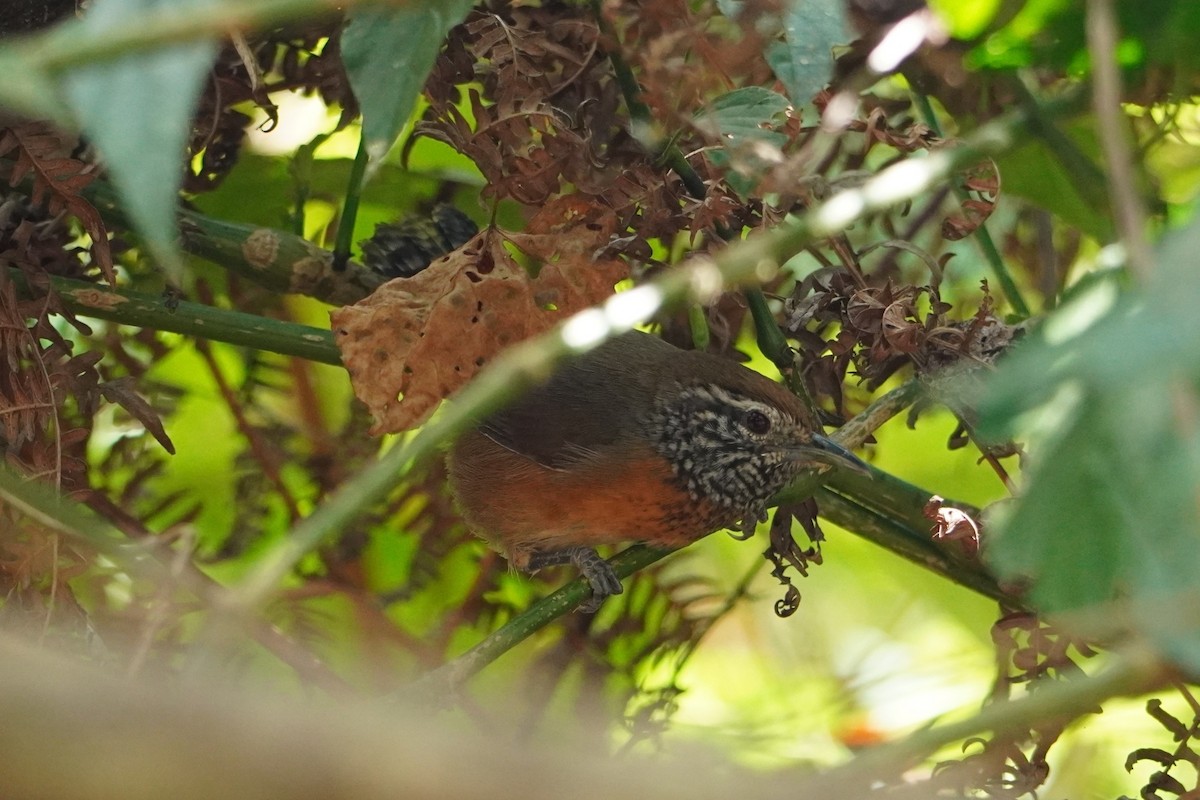 Rufous-breasted Wren - ML642796030
