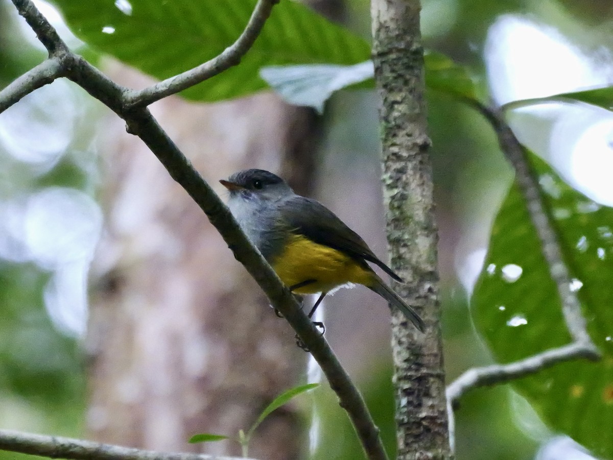 Yellow-bellied Flyrobin - ML642796037