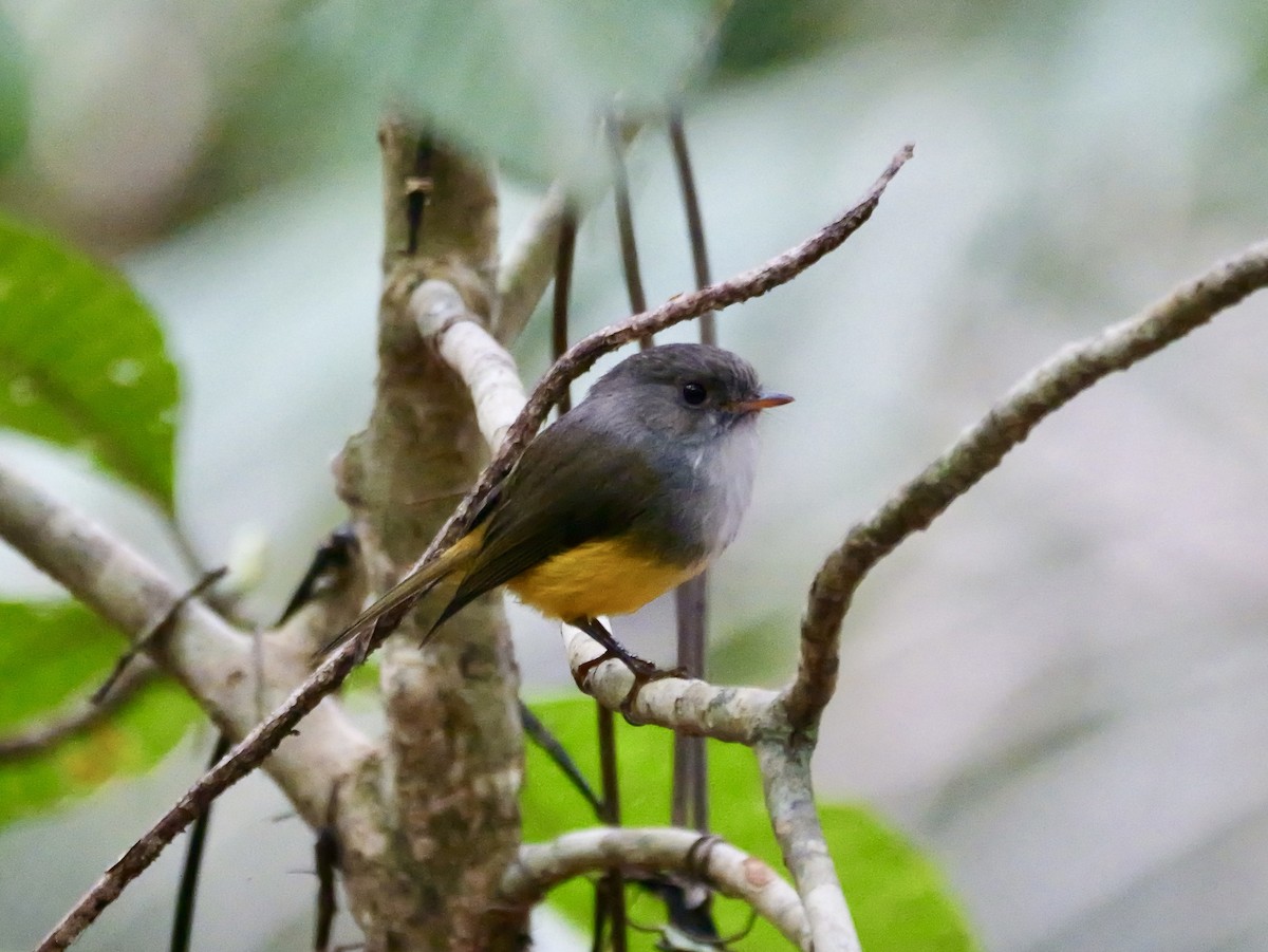 Yellow-bellied Flyrobin - ML642796038