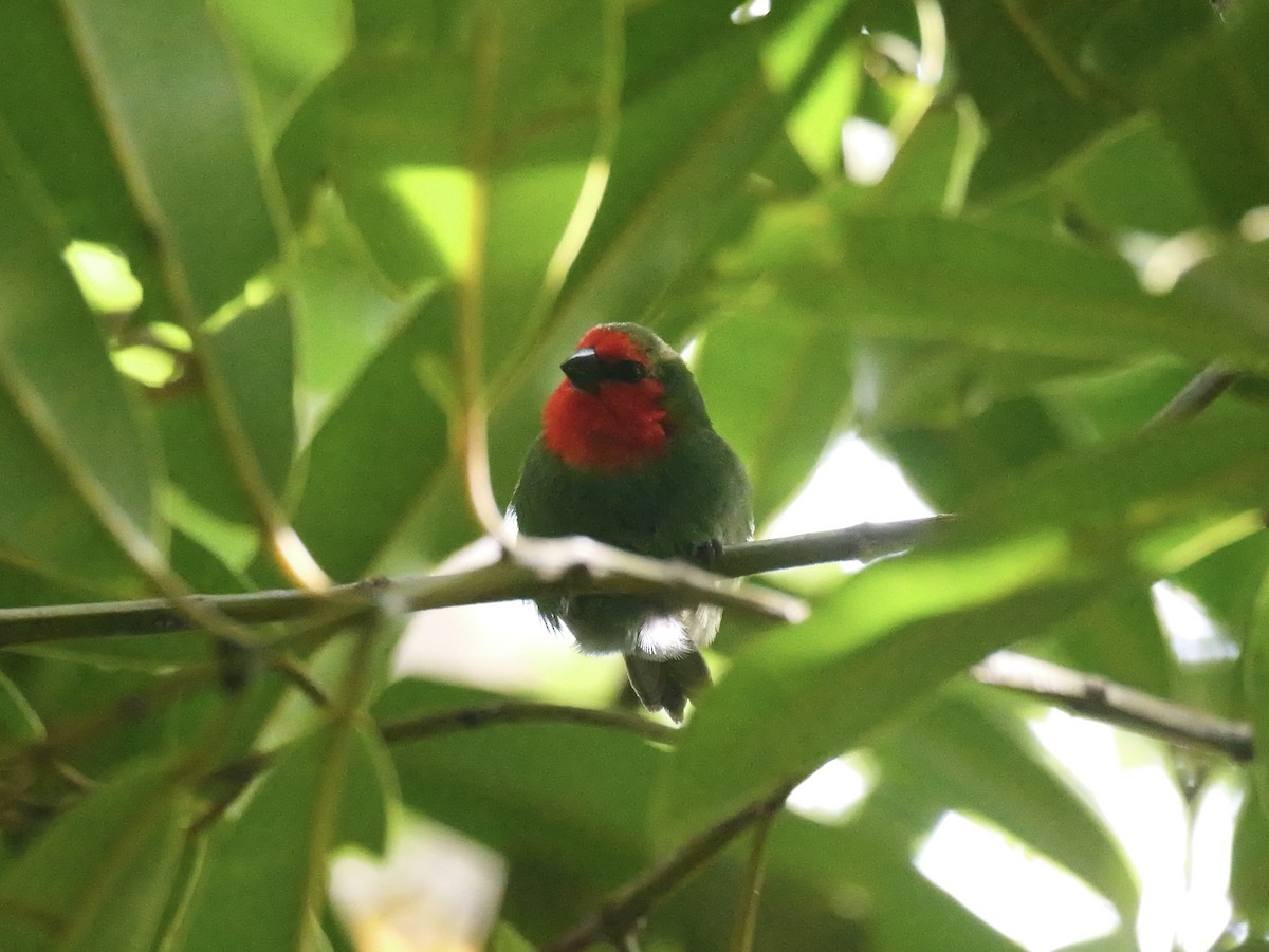 Red-throated Parrotfinch - ML642796042