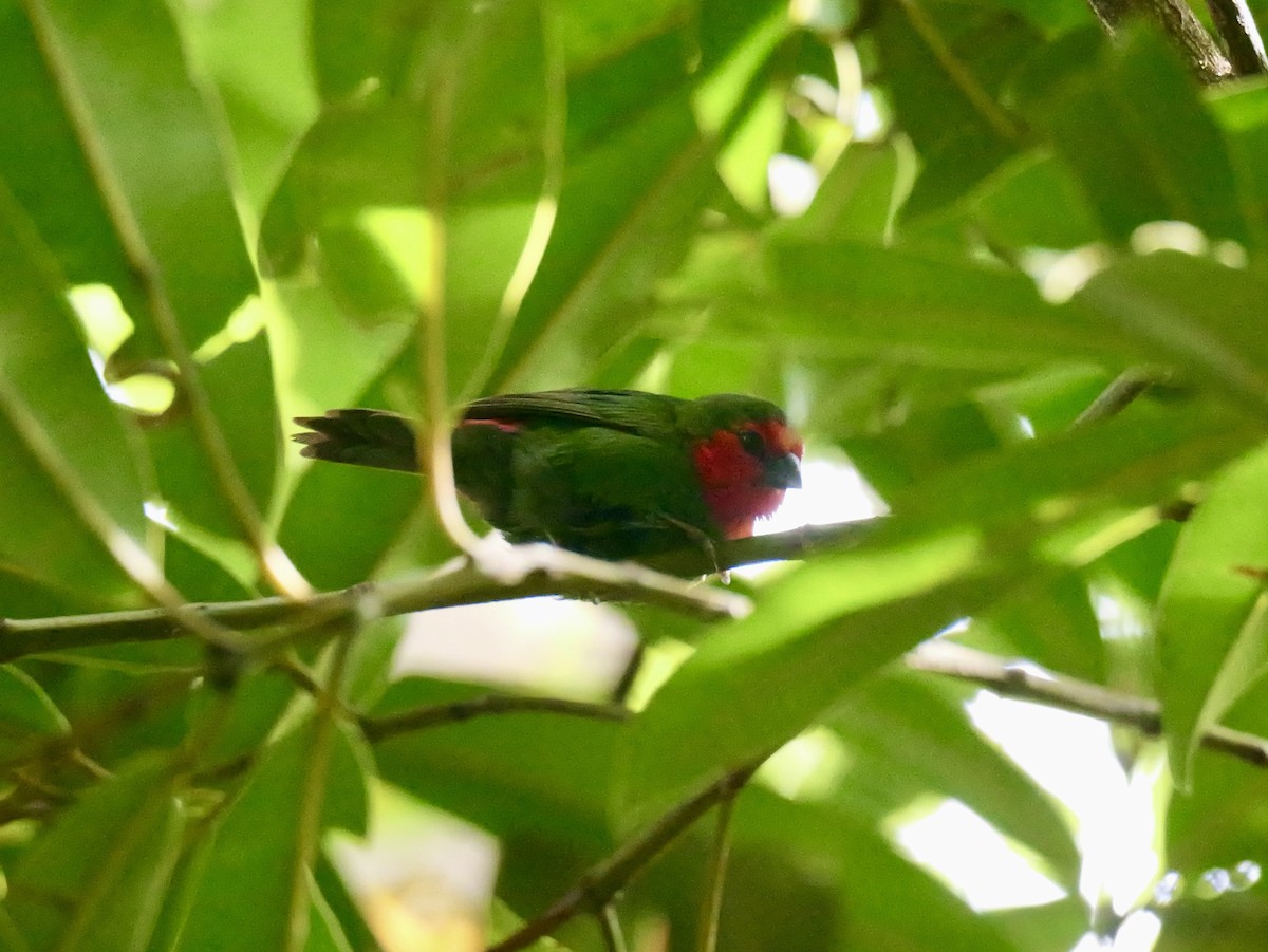 Red-throated Parrotfinch - ML642796043