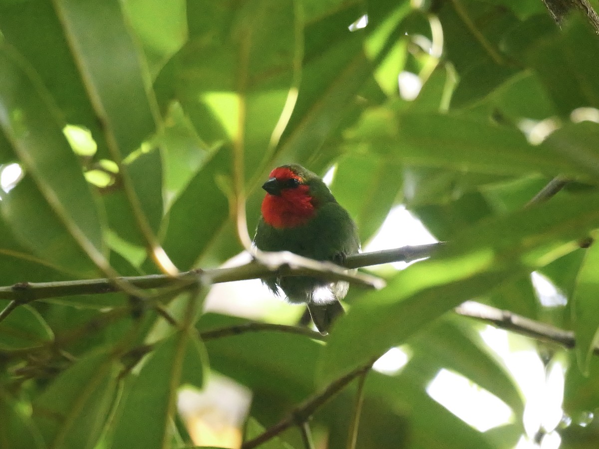 Red-throated Parrotfinch - ML642796044