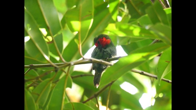 Red-throated Parrotfinch - ML642796045