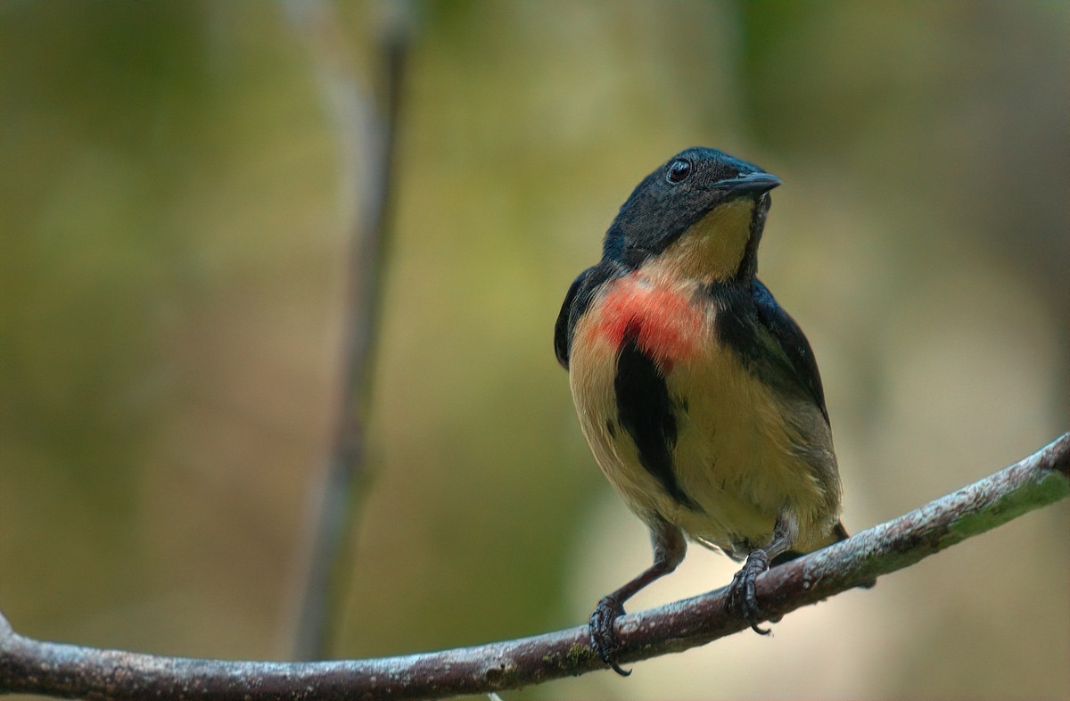Fire-breasted Flowerpecker - ML642796046