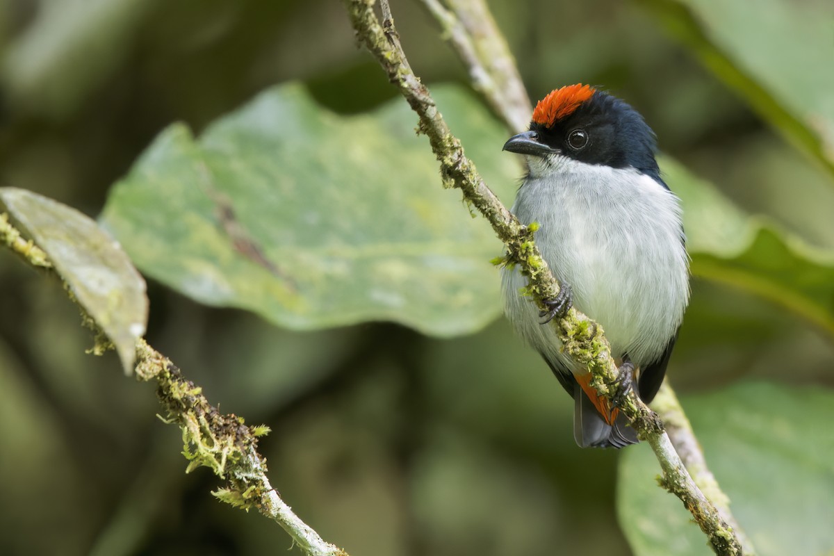 Flame-crowned Flowerpecker - ML642796067
