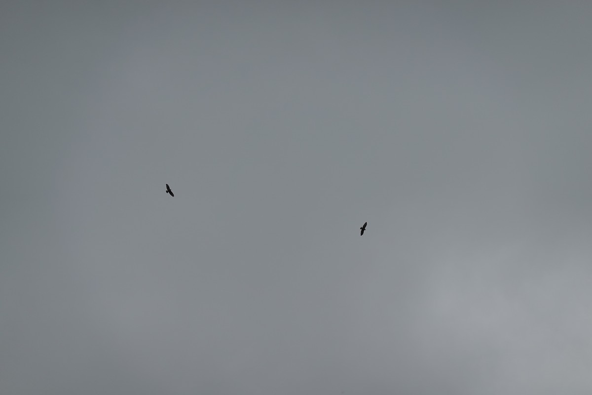 crow sp. - ML642796069