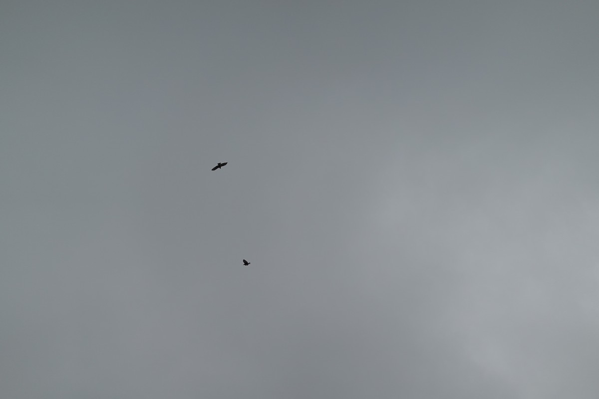 crow sp. - ML642796070