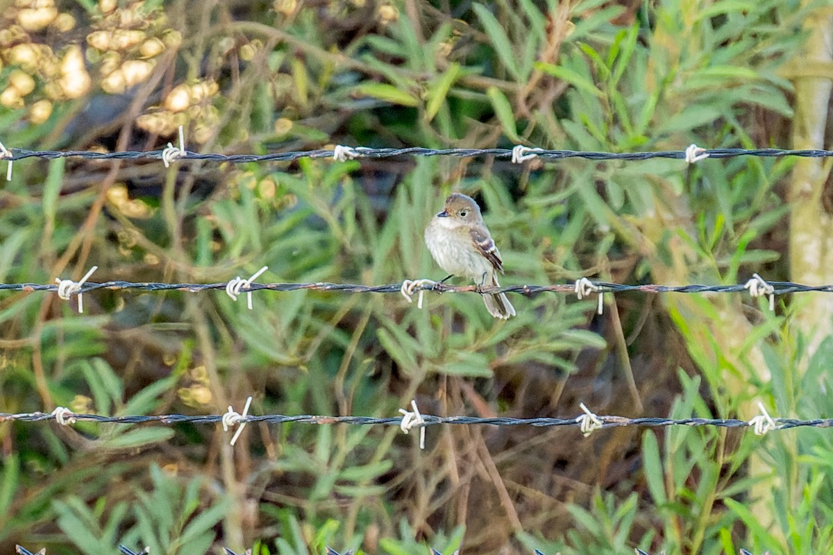 Alder Flycatcher - ML642796075