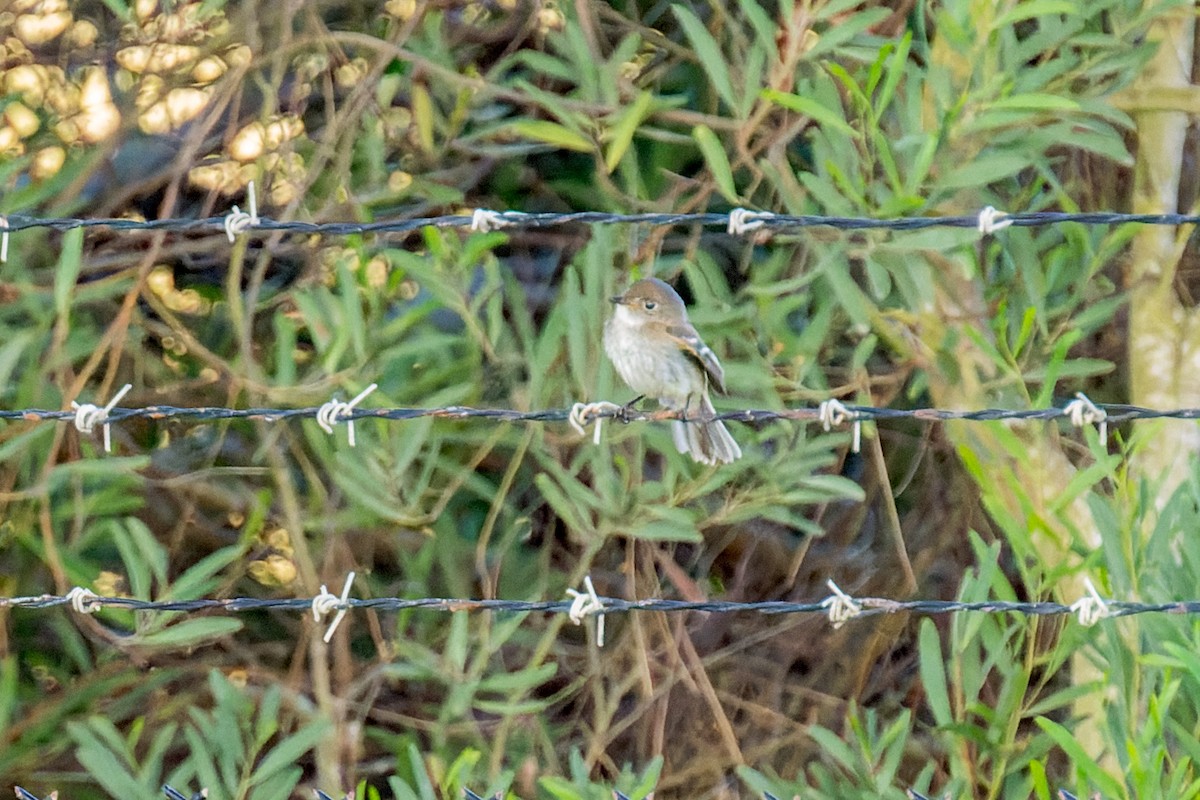 Alder Flycatcher - ML642796076