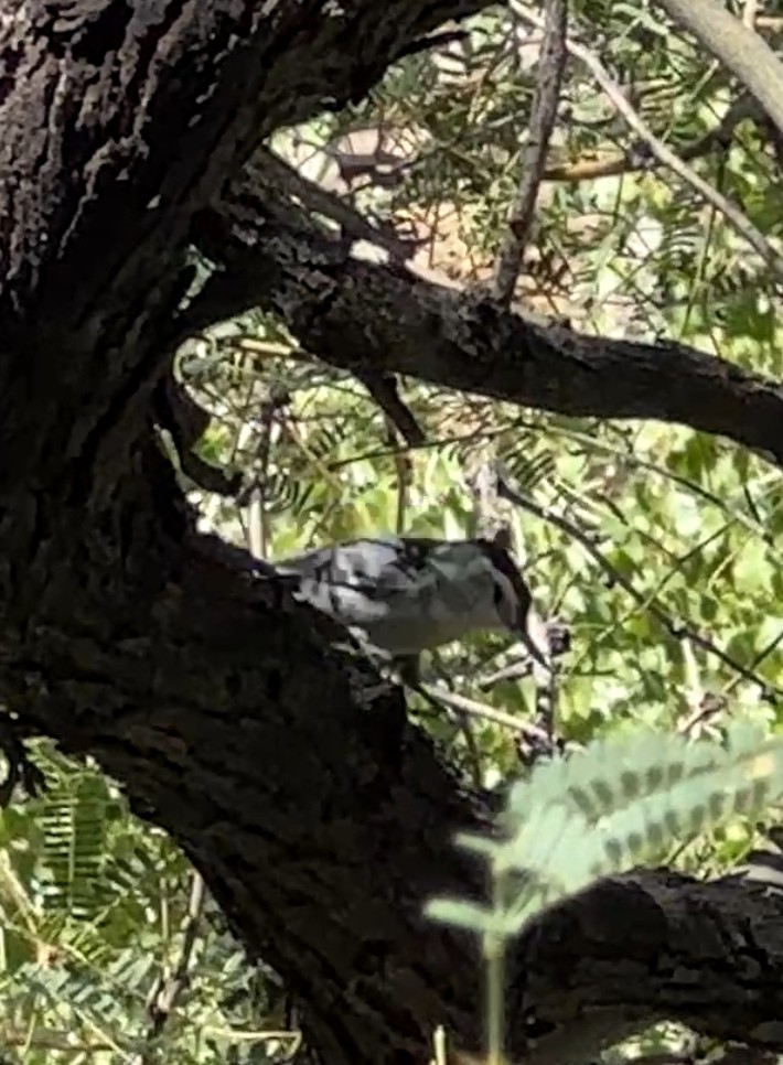 White-breasted Nuthatch - ML642796077