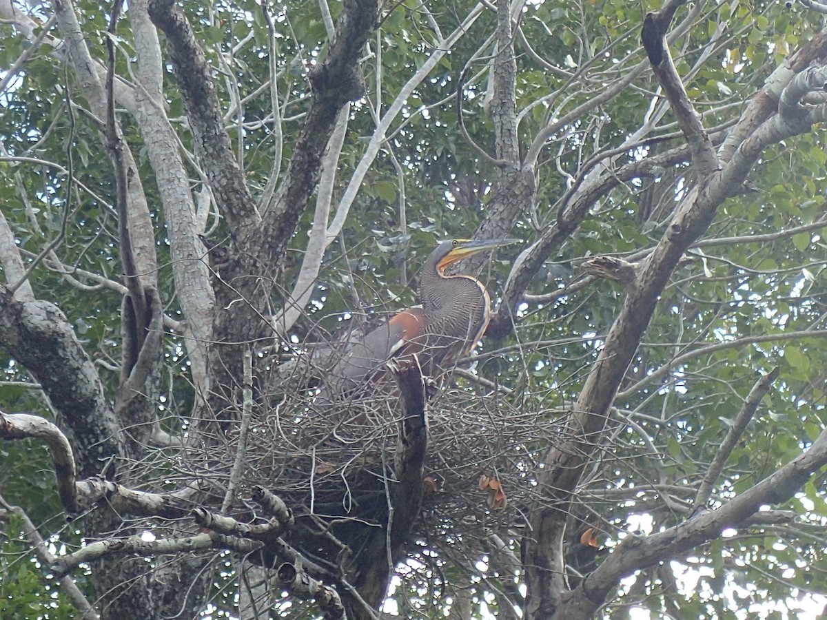 Bare-throated Tiger-Heron - ML642796078