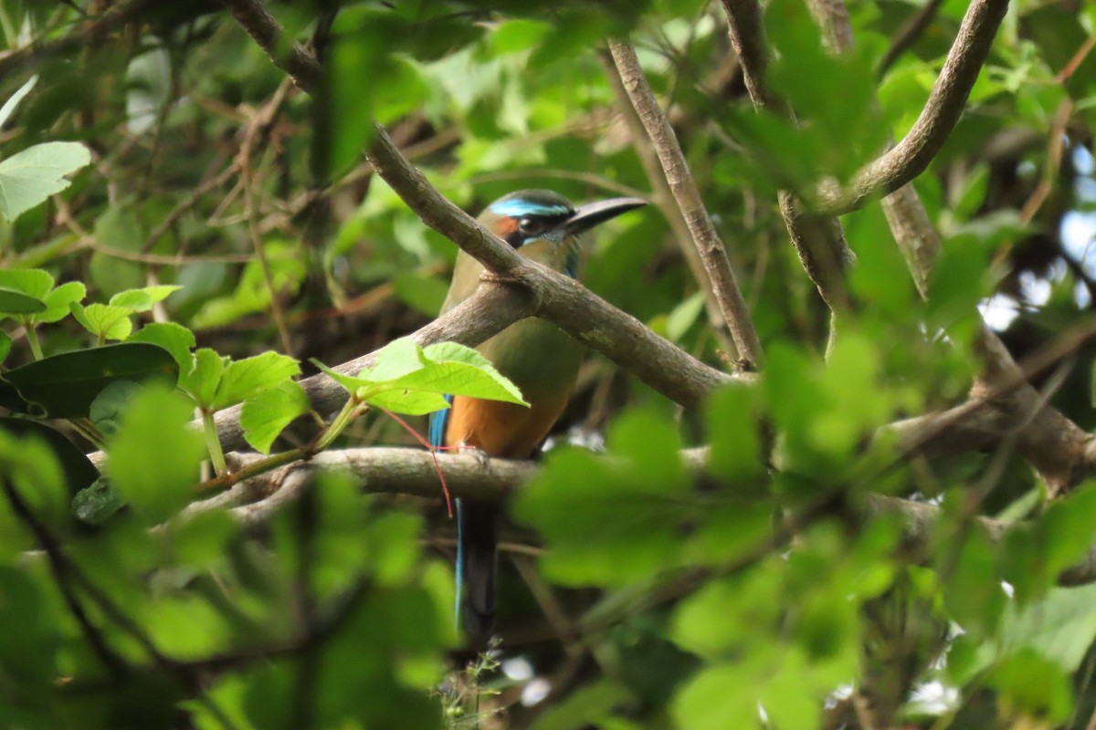 Turquoise-browed Motmot - ML642796079
